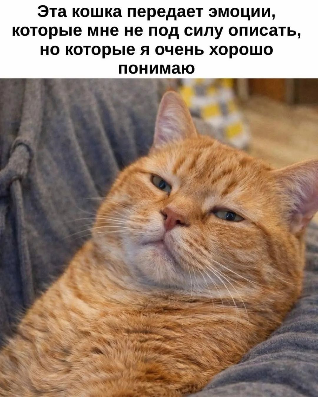 Эта кошка передает эмоции, которые мне не под силу описать, но которые я очень хорошо понимаю