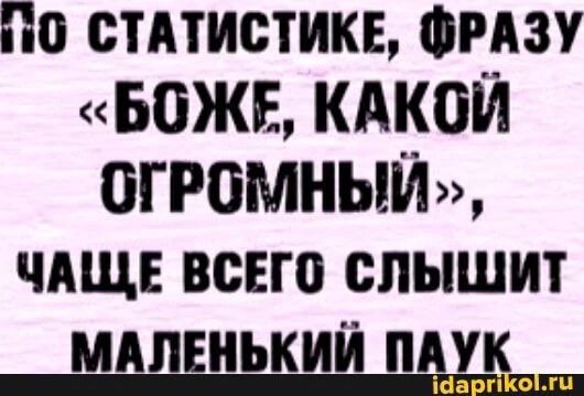 По статистике, фразу «Боже, какой огромный», чаще всего слышит маленький паук