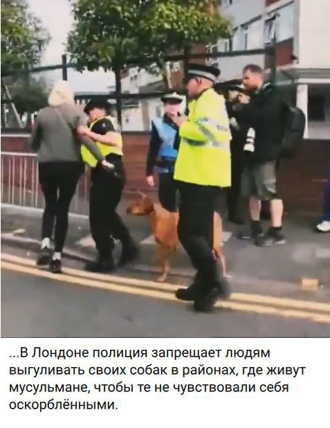 ...В Лондоне полиция запрещает людям выгуливать своих собак в районах, где живут мусульмане, чтобы те не чувствовали себя оскорблёнными.
