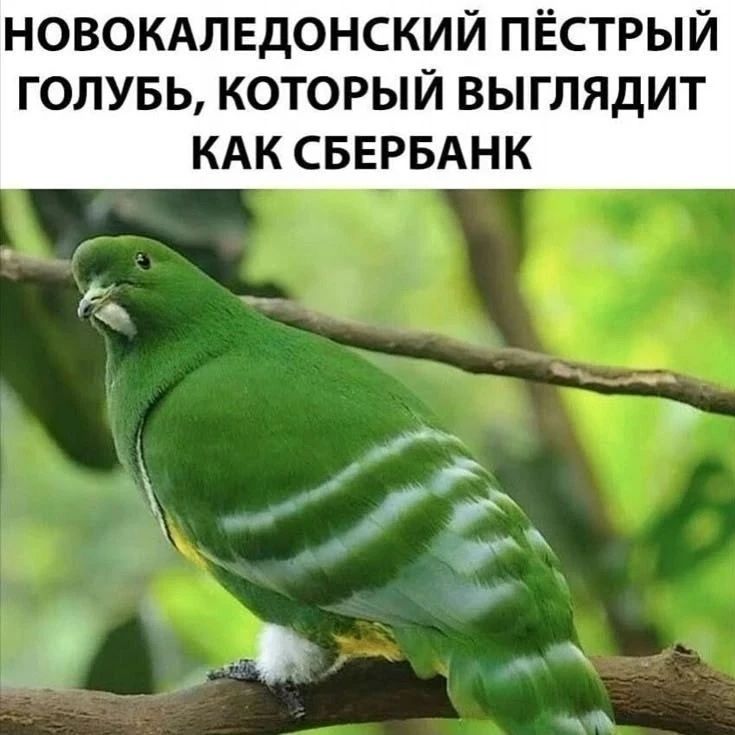 НОВОКАЛЕДОНСКИЙ ПЁСТРЫЙ ГОЛУБЬ, КОТОРЫЙ ВЫГЛЯДИТ КАК СБЕРБАНК