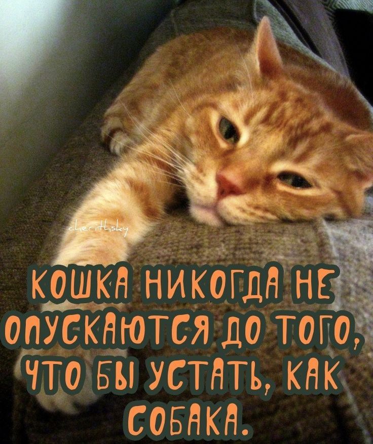 КОШКА НИКОГДА НЕ ОПУСКАЮТСЯ ДО ТОГО, ЧТОБЫ УСТАТЬ, КАК СОБАКА.