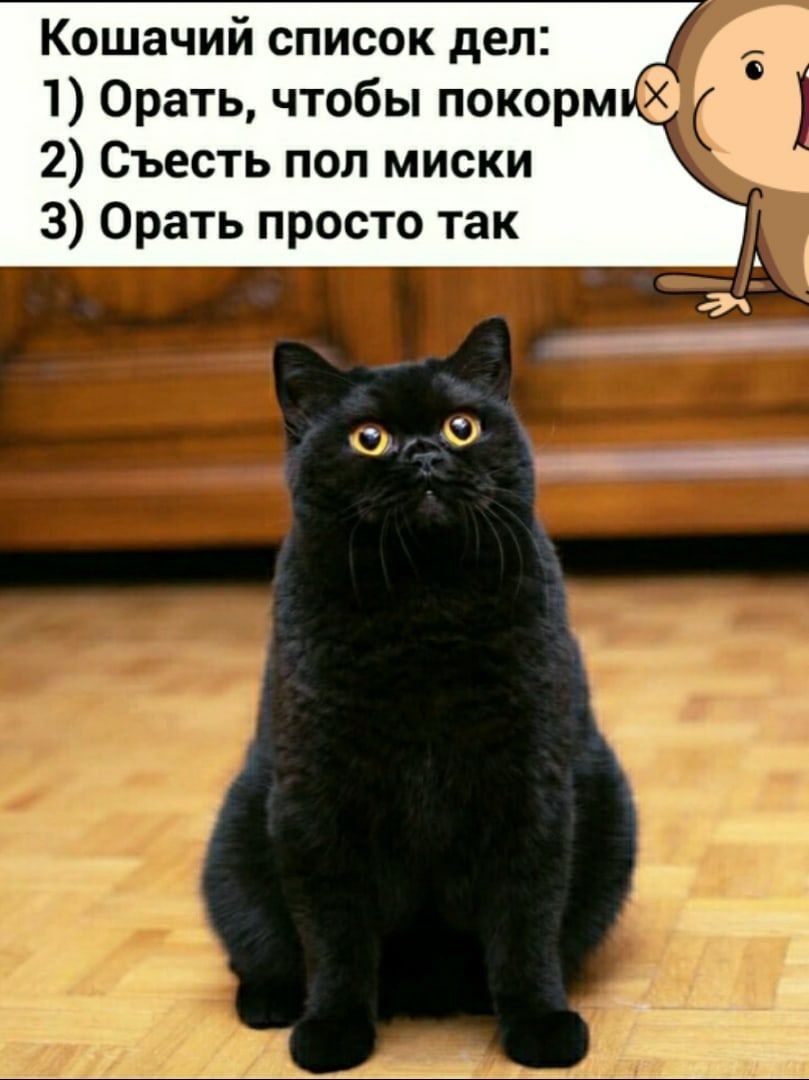 Кошачий список дел: 1) Орать, чтобы покормили 2) Съесть пол миски 3) Орать просто так