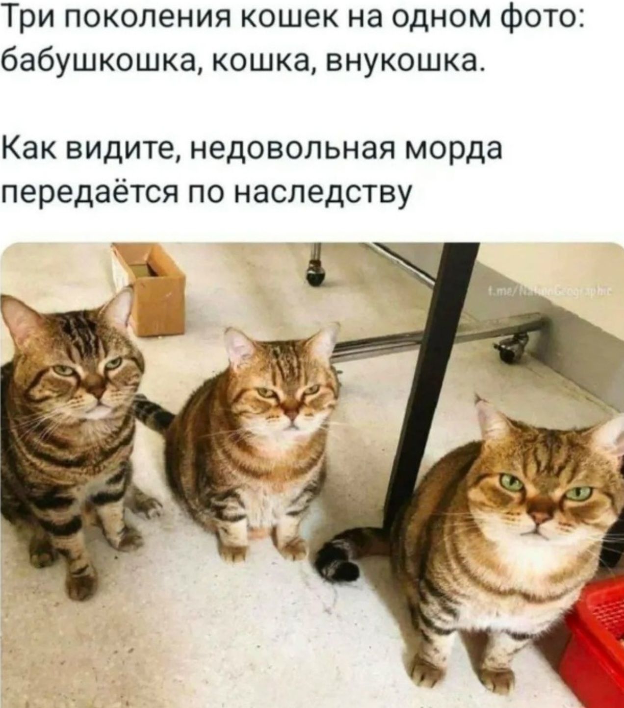 Три поколения кошек на одном фото: бабушкошка, кошка, внукушка. Как видите, недовольная морда передаётся по наследству