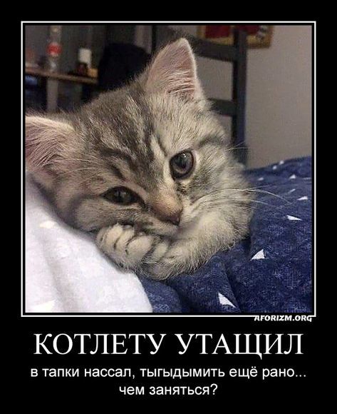 КОТЛЕТУ УТАЩИЛ в тапки нассал, тыгыдымить еще рано... чем заняться?