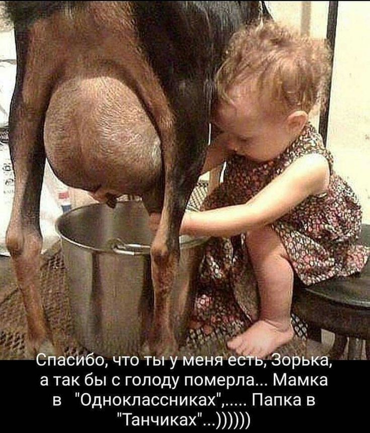 Спасибо, что ты у меня есть, Зорька, а так бы с голоду померла... Мамка в 
