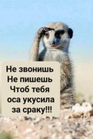 Не звонишь Не пишешь Чтоб тебя оса укусила за сраку!!!