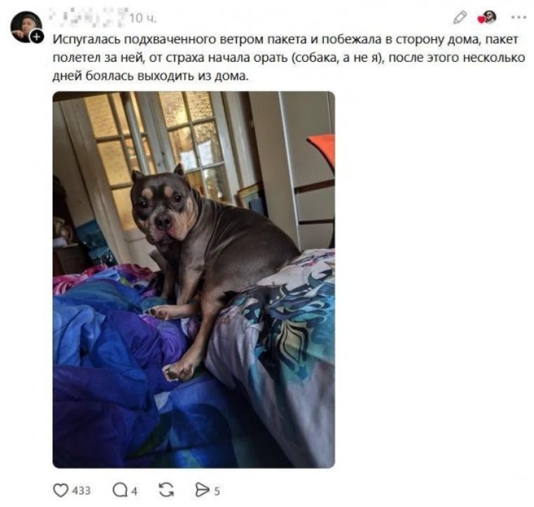 Испугалась подхваченного ветром пакета и побежала в сторону дома, пакет полетел за ней, от страха начала орать (собака, а не я), после этого несколько дней боялась выходить из дома.