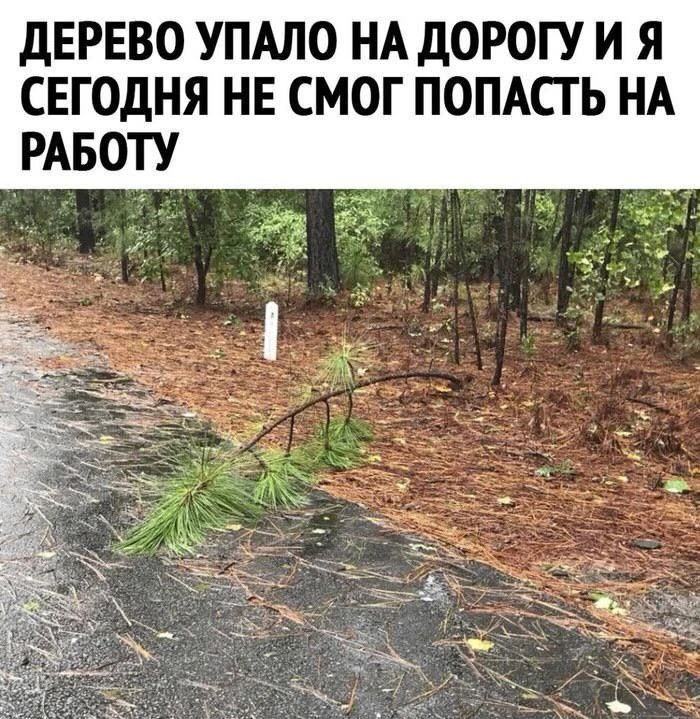 ДЕРЕВО УПАЛО НА ДОРОГУ И Я СЕГОДНЯ НЕ СМОГ ПОПАСТЬ НА РАБОТУ
