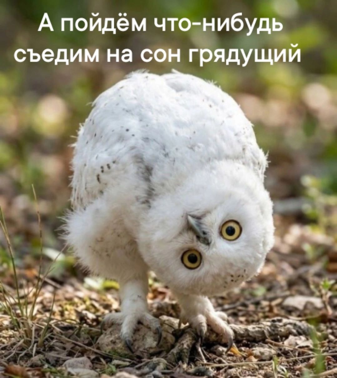 А пойдём что-нибудь съедим на сон грядущий