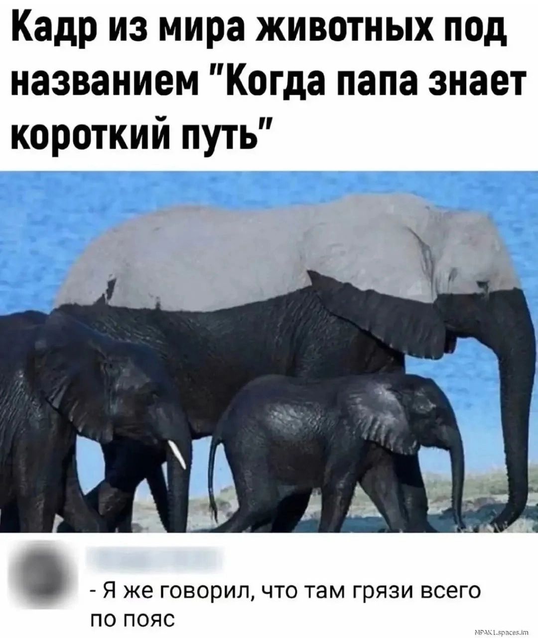 Кадр из мира животных под названием 