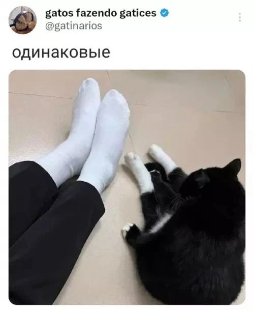 gatos fazendo gatices @gatinarios одинаковые