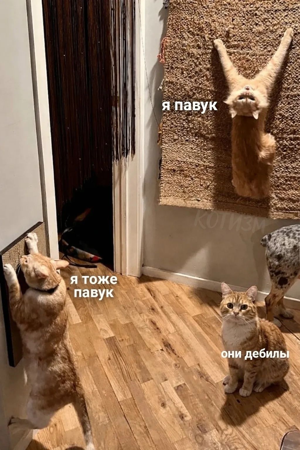 Я павук
Я тоже павук
они дебилы