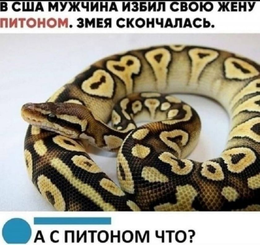 В США мужчина избил свою жену питоном. Змея скончалась. А с питоном что?