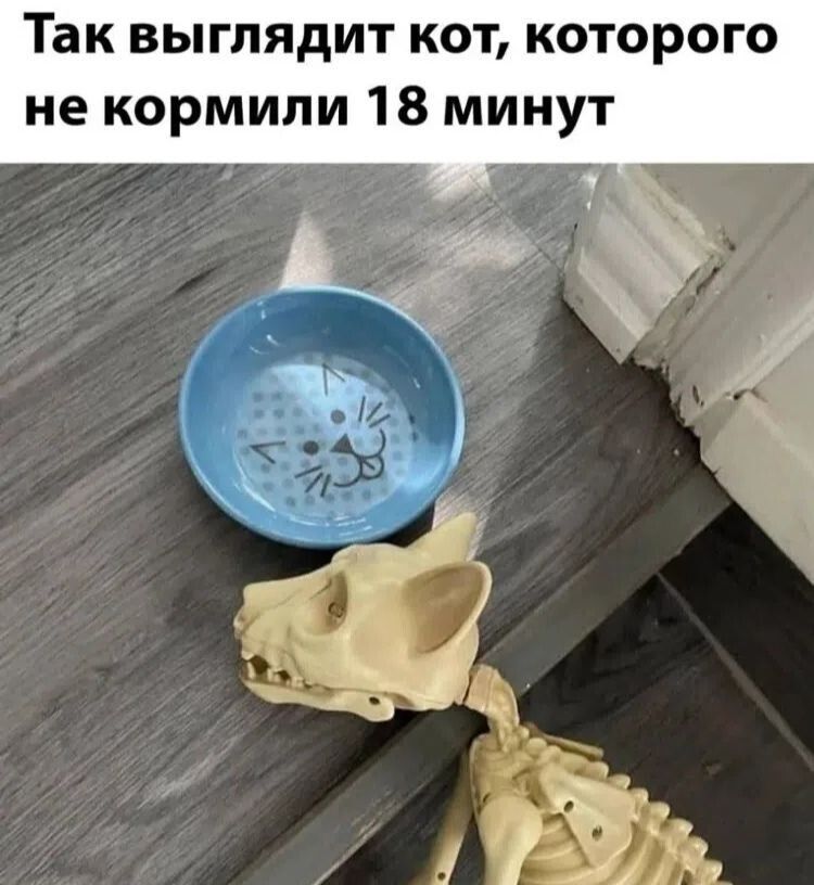 Так выглядит кот, которого не кормили 18 минут