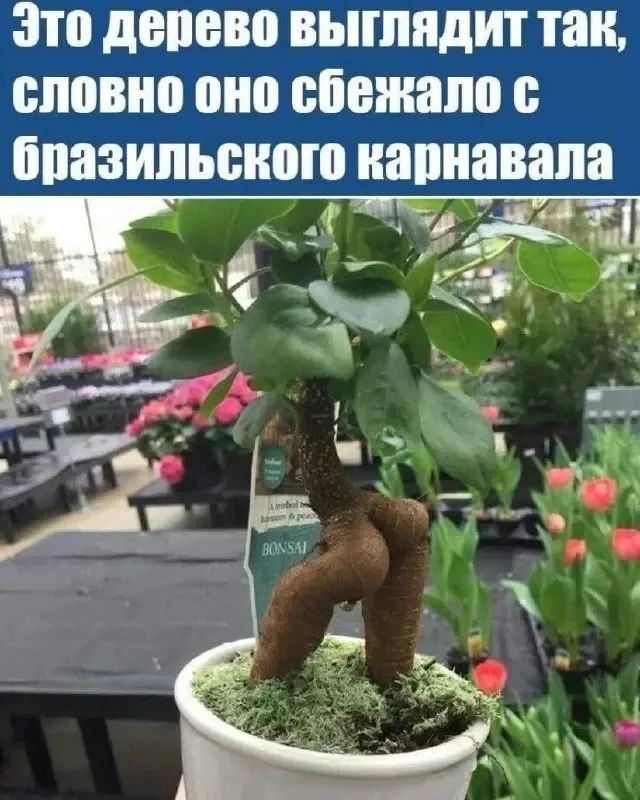 Это дерево выглядит так, словно оно сбежало с бразильского карнавала