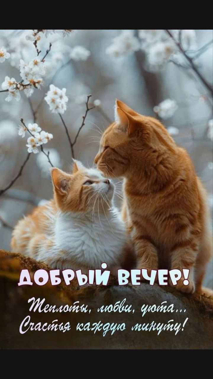 ДОБРЫЙ ВЕЧЕР! Теплоты, любви, уюта... Счастья каждую минуту!