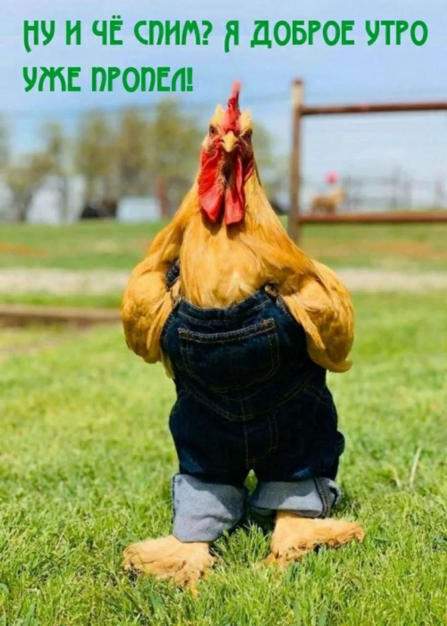 НУ И ЧЁ СПИМ? Я ДОБРОЕ УТРО УЖЕ ПРОПЕЛ!
