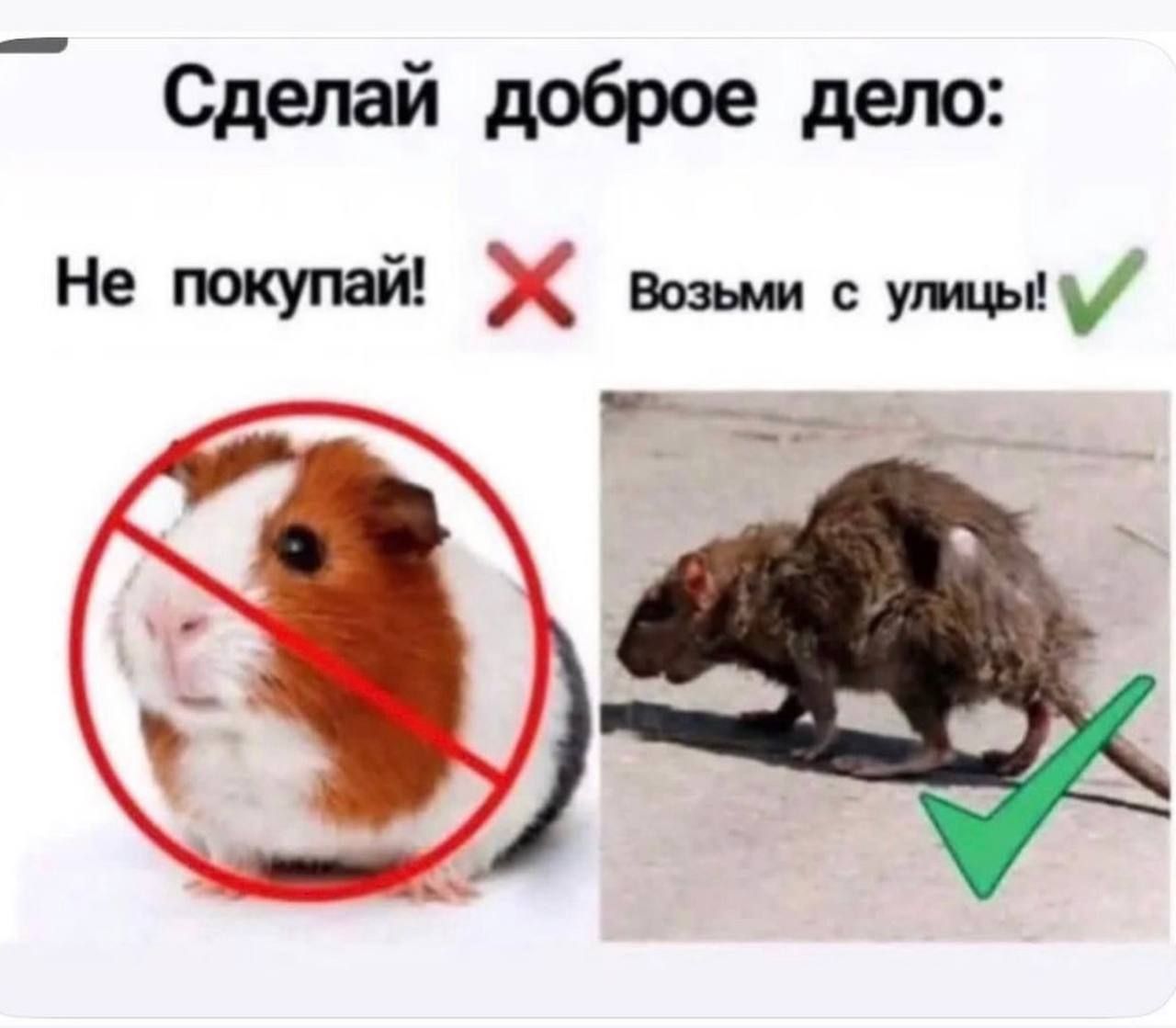 Сделай доброе дело: Не покупай! Возьми с улицы!
