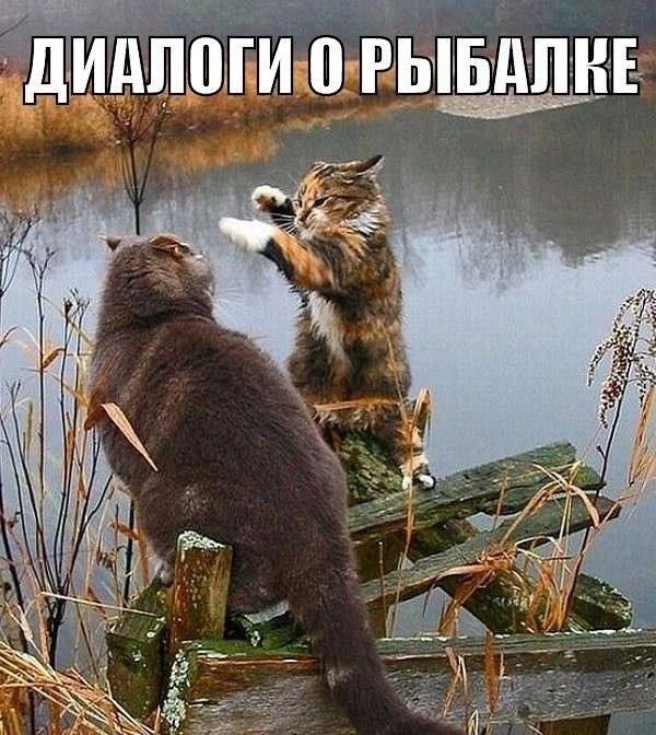 ДИАЛОГИ О РЫБАЛКЕ. Два кота у водоема, один кот жестикулирует, рассказывая что-то другому.