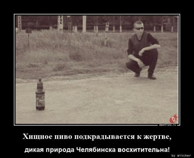 Хищное пиво подкрадывается к жертве, дикая природа Челябинска восхитительна!