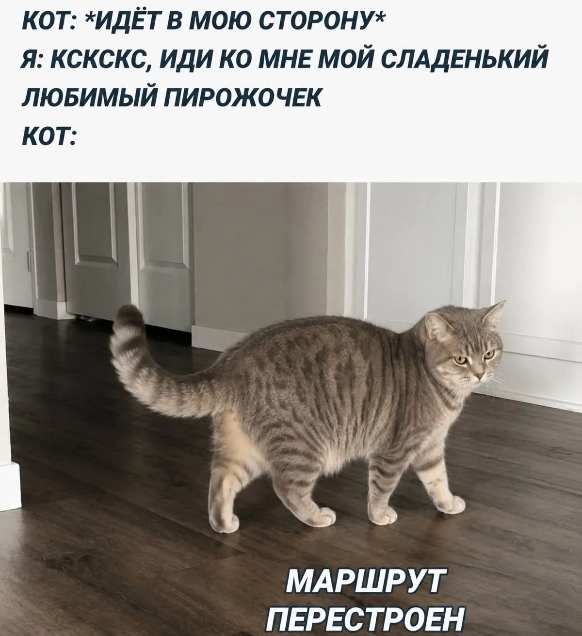 КОТ: *ИДЁТ В МОЮ СТОРОНУ*
Я: КСКСКС, ИДИ КО МНЕ МОЙ СЛАДЕНЬКИЙ ЛЮБИМЫЙ ПИРОЖОЧЕК
КОТ:
МАРШРУТ ПЕРЕСТРОЕН