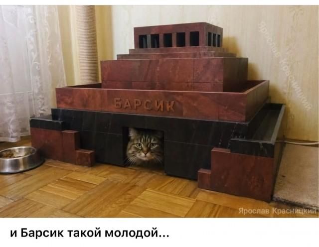БАРСИК и Барсик такой молодой...
