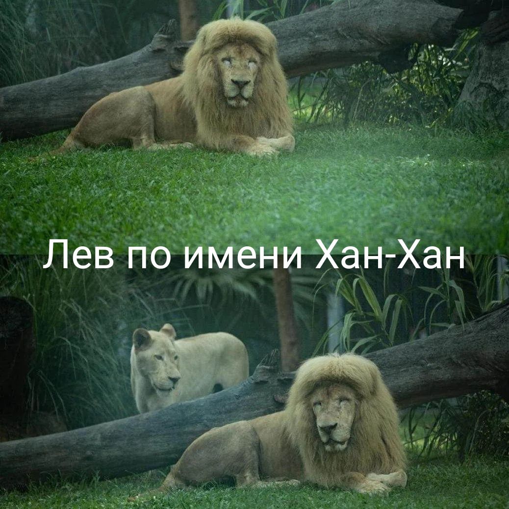 Лев по имени Хан-Хан