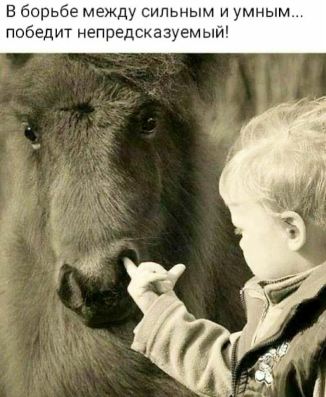 В борьбе между сильным и умным... победит непредсказуемый!