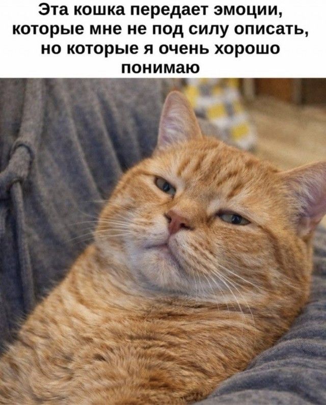 Эта кошка передает эмоции, которые мне не под силу описать, но которые я очень хорошо понимаю