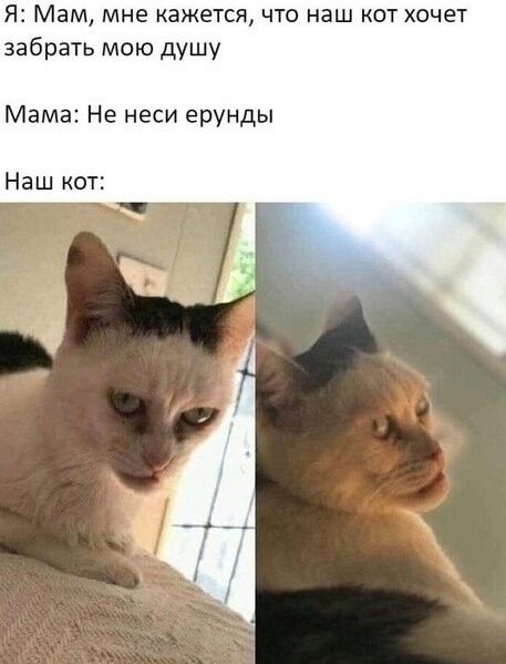 Я: Мам, мне кажется, что наш кот хочет забрать мою душу Мама: Не неси ерунды Наш кот: