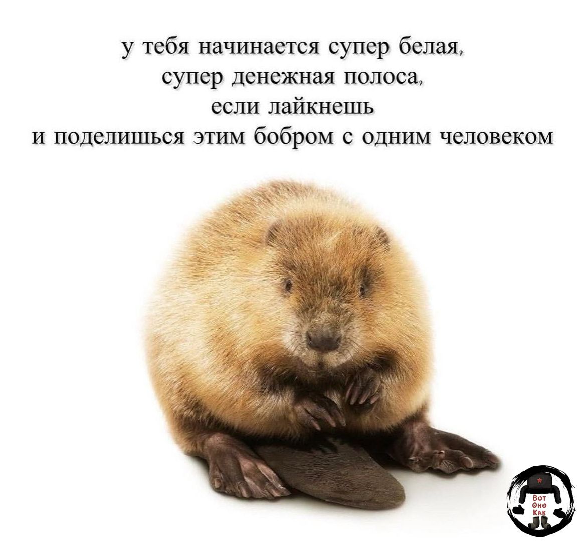 у тебя начинается супер белая, супер денежная полоса, если лайкнешь и поделишься этим бобром с одним человеком