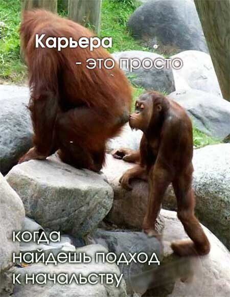 Карьера - это просто когда найдешь подход к начальству