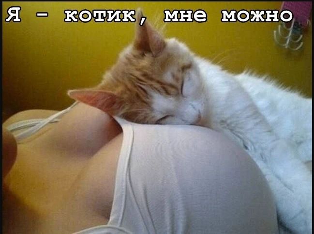 Я - котик, мне можно