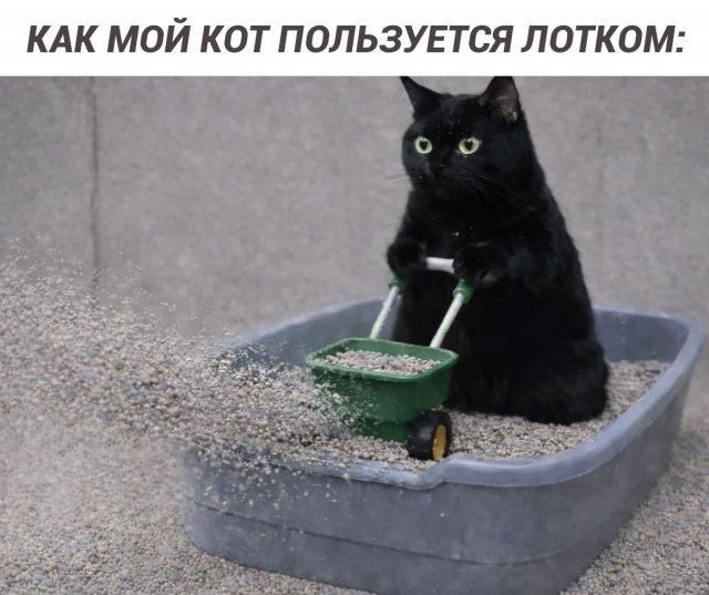 КАК МОЙ КОТ ПОЛЬЗУЕТСЯ ЛОТКОМ: На изображении черный кот стоит в лотке с наполнителем и держит в лапах маленький зеленый разбрасыватель, из которого высыпается наполнитель.