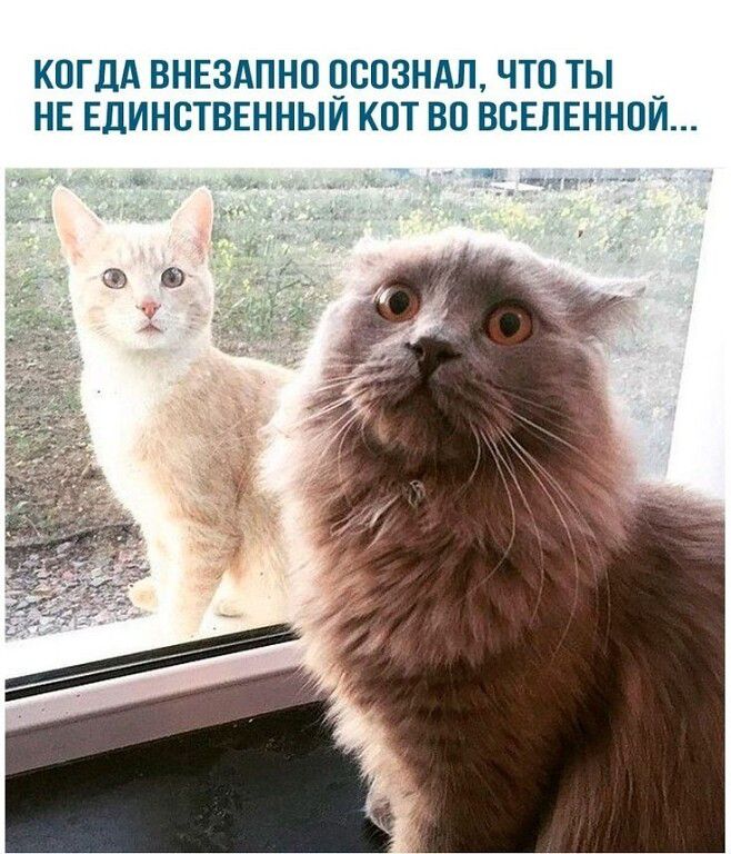 КОГДА ВНЕЗАПНО ОСОЗНАЛ, ЧТО ТЫ НЕ ЕДИНСТВЕННЫЙ КОТ ВО ВСЕЛЕННОЙ...