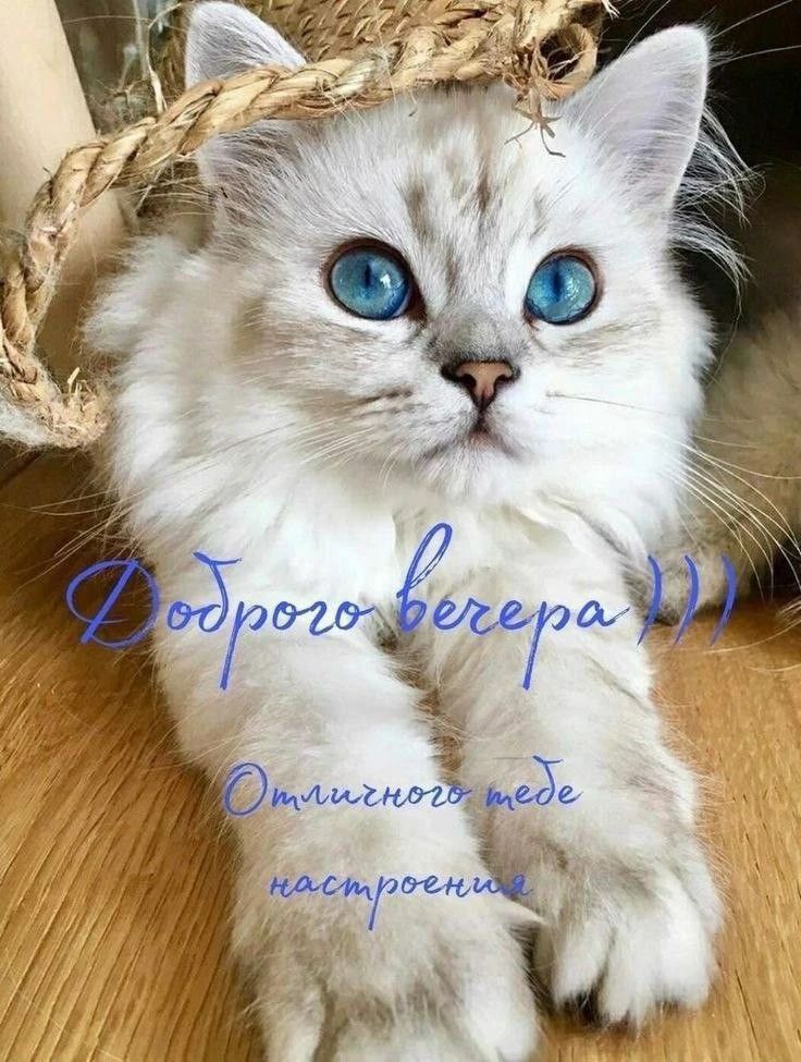 Доброго вечера :) Отличного тебе настроения