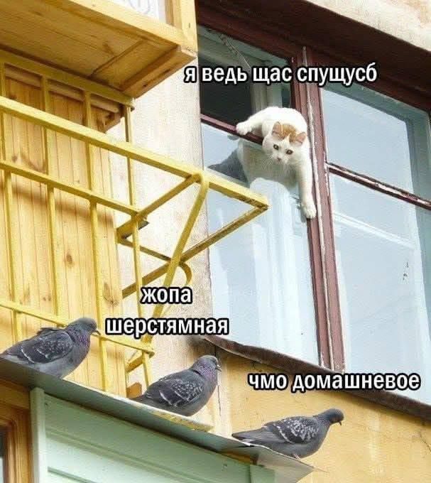 Я ведь щас спущусь жопа шерстяная чмо домашневое