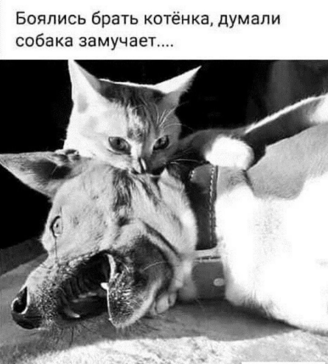 Боялись брать котёнка, думали собака замучает....