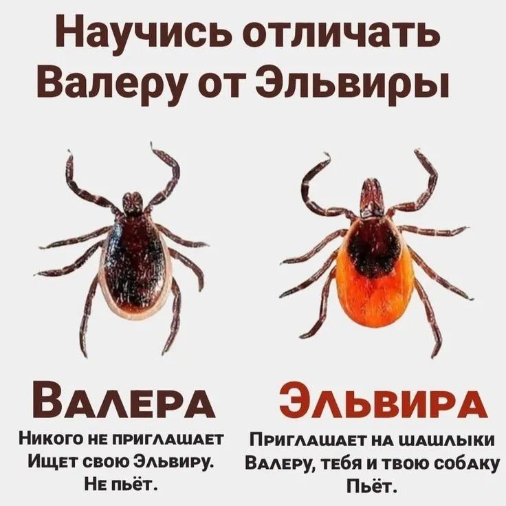 Научись отличать Валеру от Эльвиры. Валера: Никого не приглашает. Ищет свою Эльвиру. Не пьёт. Эльвира: Приглашает на шашлыки Валеру, тебя и твою собаку. Пьёт.