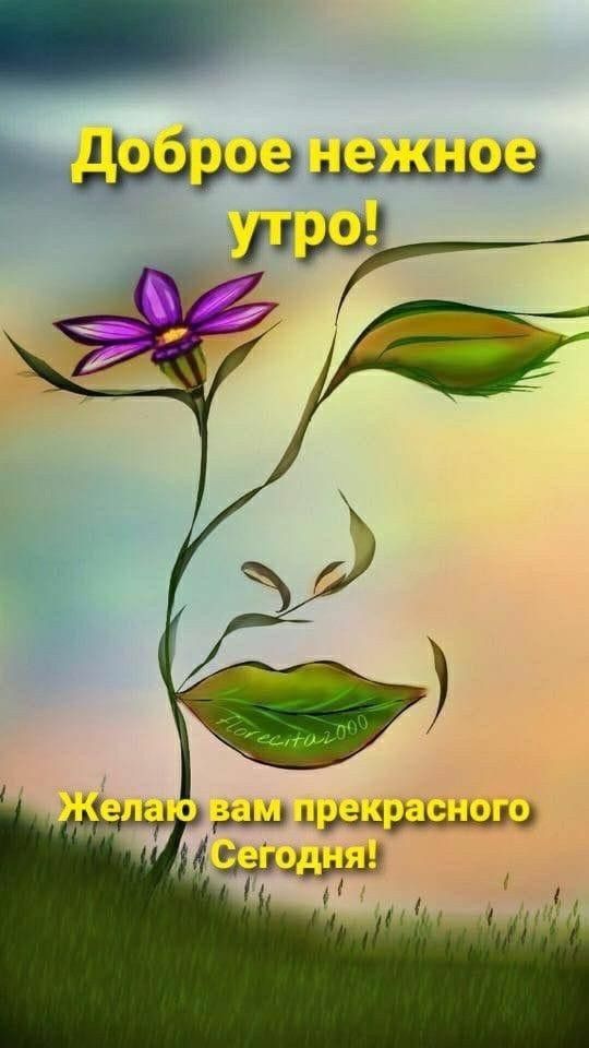 Доброе нежное утро! Желаю вам прекрасного сегодня!