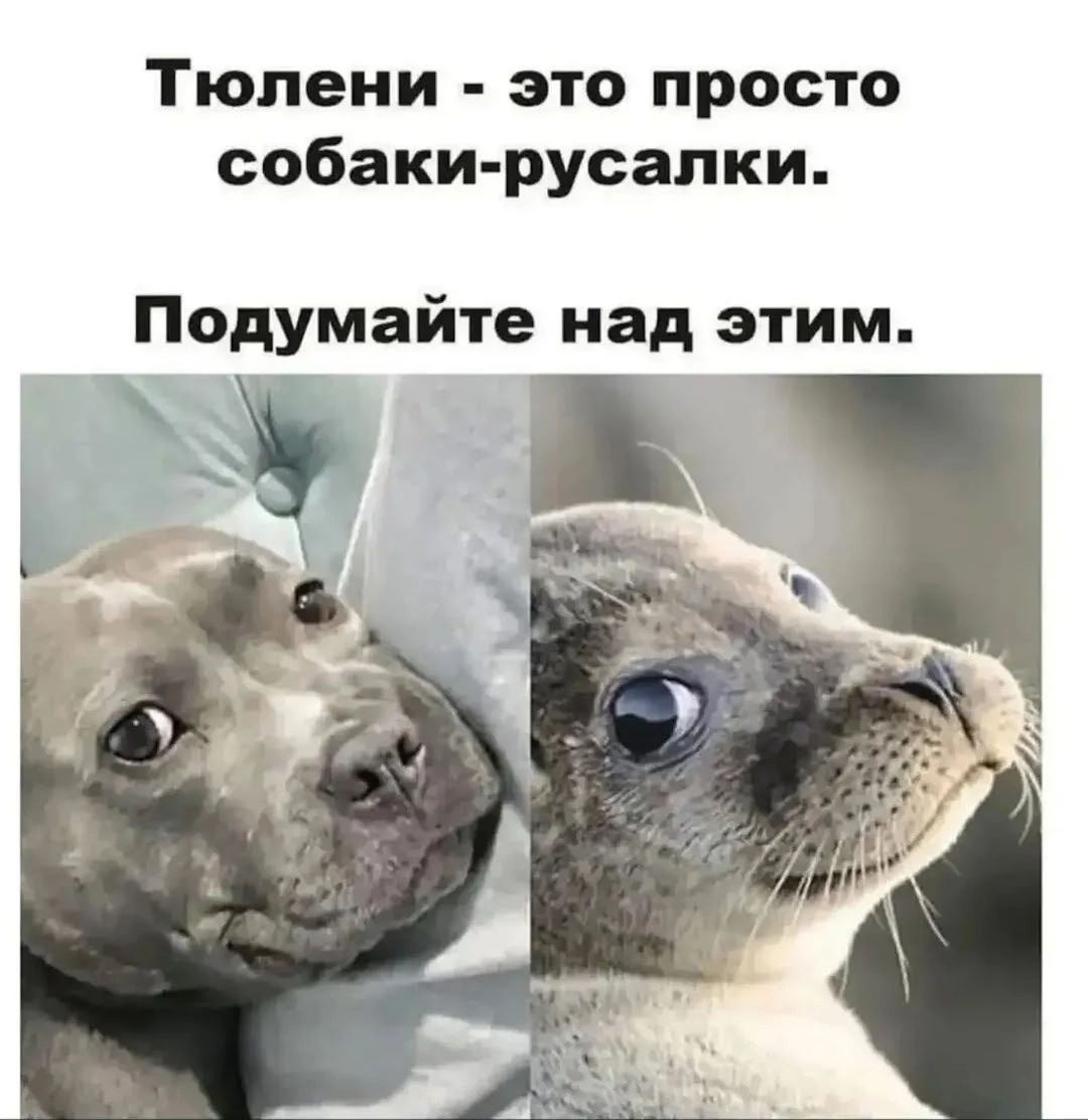 Тюлени - это просто собаки-русалки. Подумайте над этим.