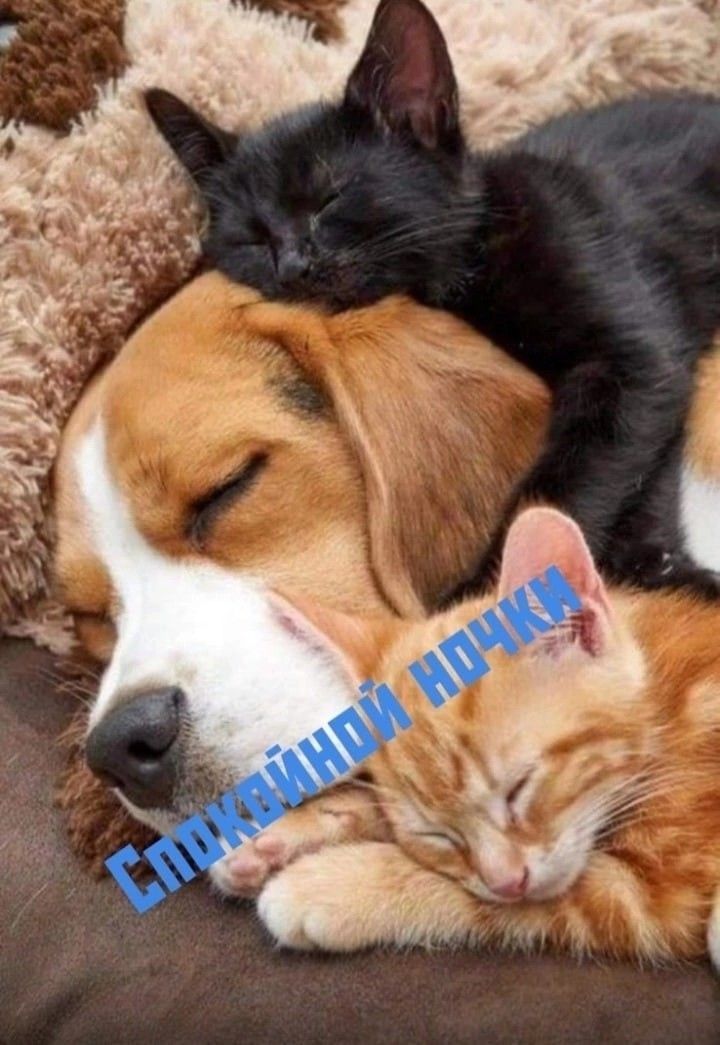 Спокойной ночки