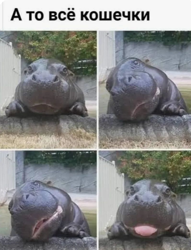 А то всё кошечки