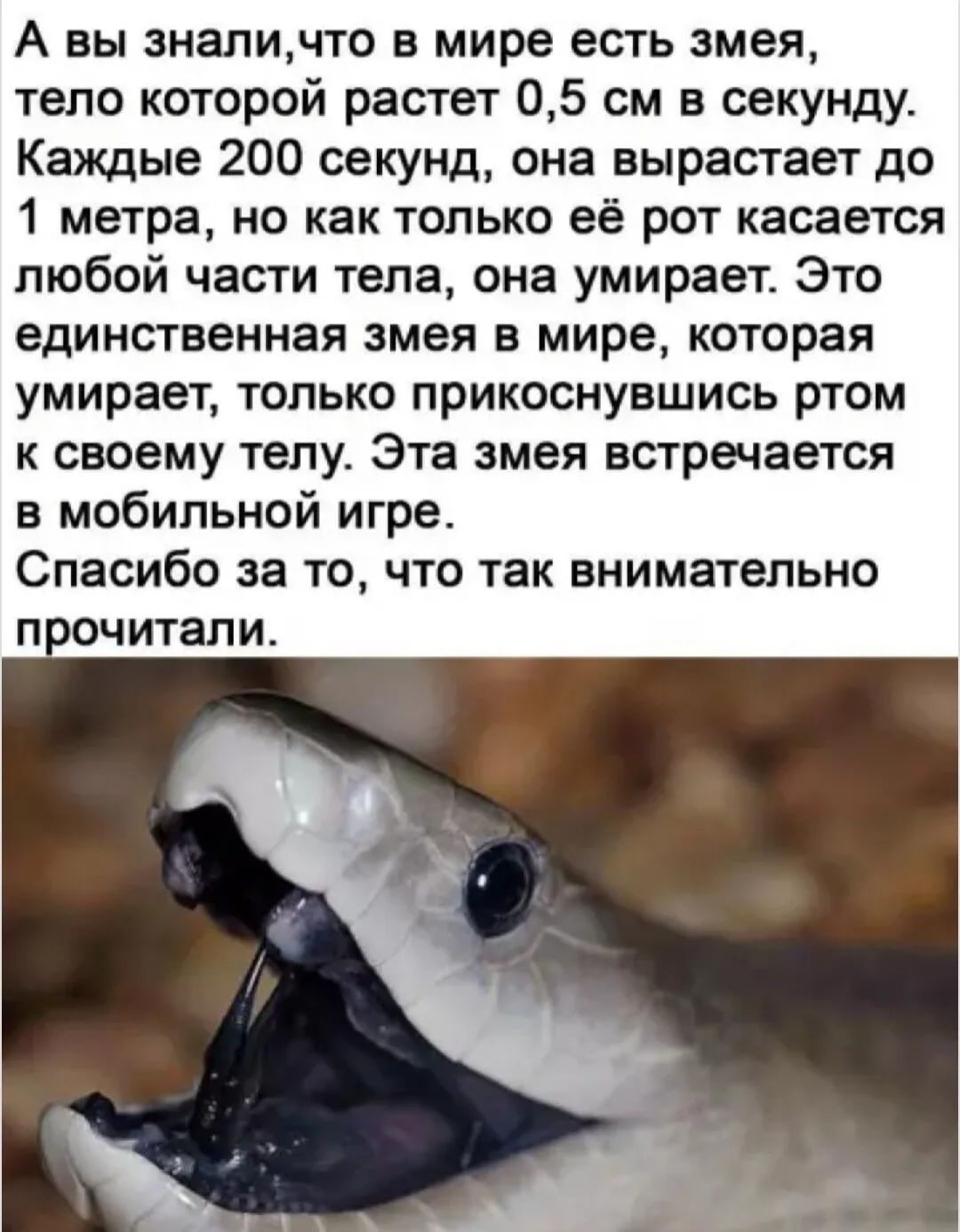 А вы знали, что в мире есть змея, тело которой растет 0,5 см в секунду. Каждые 200 секунд, она вырастает до 1 метра, но как только её рот касается любой части тела, она умирает. Это единственная змея в мире, которая умирает, только прикоснувшись ртом к своему телу. Эта змея встречается в мобильной игре. Спасибо за то, что так внимательно
