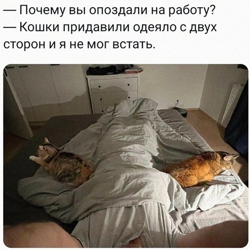 — Почему вы опоздали на работу? — Кошки придавили одеяло с двух сторон и я не мог встать.