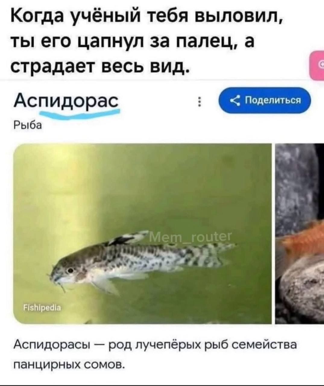 Когда учёный тебя выловил, ты его цапнул за палец, а страдает весь вид. Аспидорас Рыба Аспидорасы — род лучепёрых рыб семейства панцирных сомов.