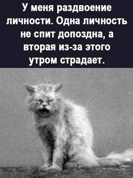 У меня раздвоение личности. Одна личность не спит допоздна, а вторая из-за этого утром страдает.