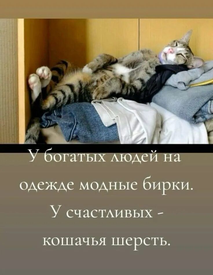 У богатых людей на одежде модные бирки. У счастливых - кошачья шерсть.