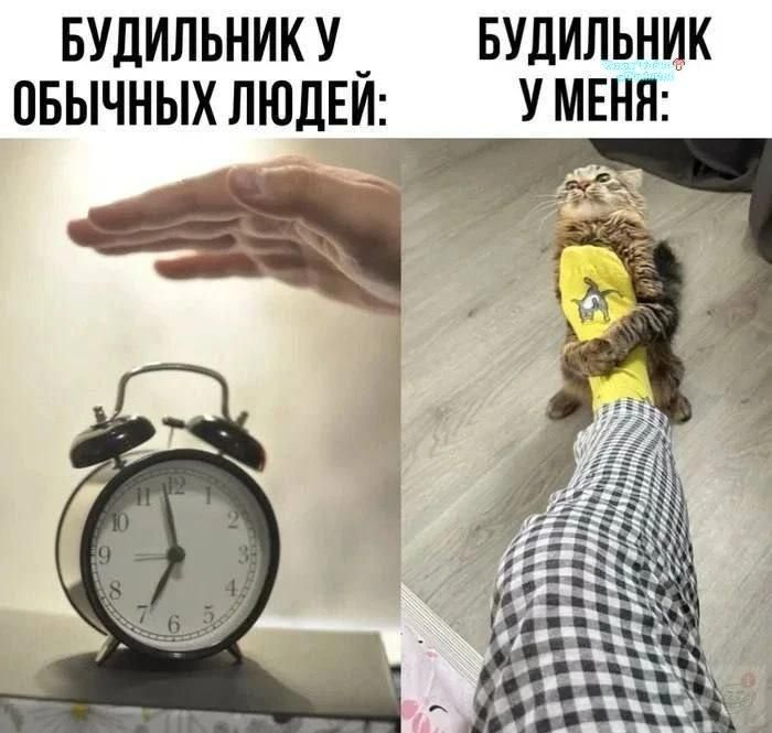 БУДИЛЬНИК У ОБЫЧНЫХ ЛЮДЕЙ: рука нажимает на классический будильник. БУДИЛЬНИК У МЕНЯ: кот цепляется за ногу человека в носке.