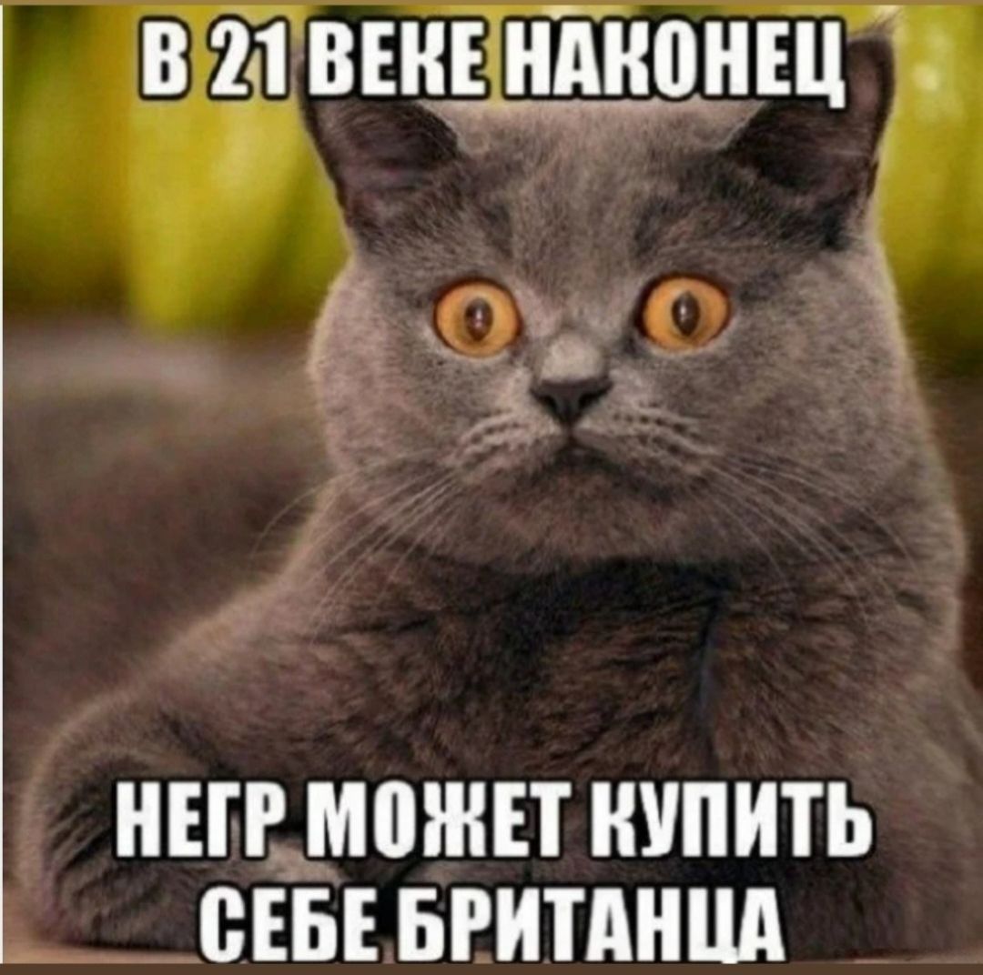 В 21 ВЕКЕ НАКОНЕЦ НЕГР МОЖЕТ КУПИТЬ СЕБЕ БРИТАНЦА